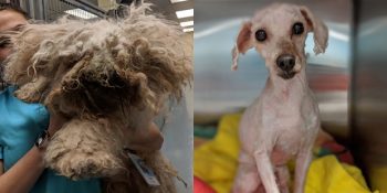 Yatağın Altında Geçen 2 Yılın Ardından Kurtarılan Sevimli Köpek: “Lionheart”