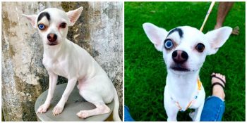 Farklı Görüntüsüyle Gönülleri Fetheden İnternetin Yeni Fenomeni Lucky