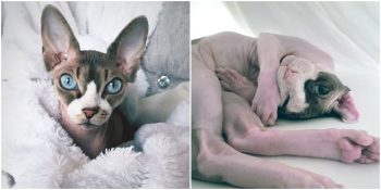 Sevimli mi Sevimli Sfenks Kedileri Hakkında Bilmeniz Gerekenler