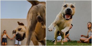 Sahiplerinin Fotoğraf Çekimini Tüm Tatlılığıyla Sabote Eden Köpek Thor