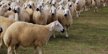 Veba Alarmı: İzmir’de ve Samsun’da Bazı Köyler Karantina Altına Alındı