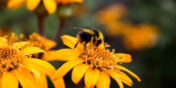 İngiltere’de İdam Cezasına Çarptırıldıktan Sonra Firar Eden Türk Arı