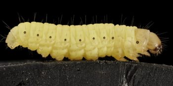 Gezegenimizin Kurtuluşu Onlar Olabilir: Plastik İle Beslenen Sevimli Solucanlar