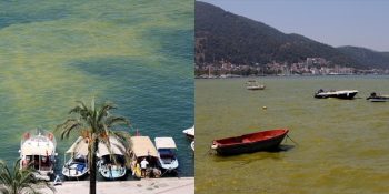 Fethiye Körfezi’ndeki Kirlilik ve Renk Değişimi Sosyal Medyanın Gündeminde