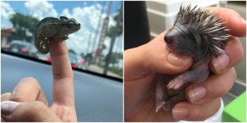 Yalnızca Bir Avuç Büyüklüğünde Birbirinden Tatlı 18 Hayvan