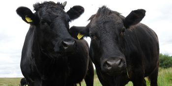 Birayla Beslenip Masajlar Yapılan Sığırlardan Elde Edilen Kobe Eti