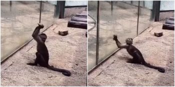 Taşla Camı Kırarak Hayvanat Bahçesinden Kaçmaya Çalışan Maymun