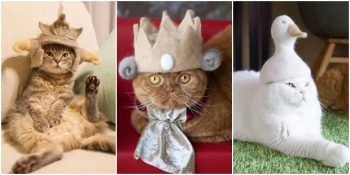 Dökülen Tüylere Çözüm: Kendi Tüylerinden Yapılmış Harika Şapkalar Takan Kediler