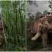 Doğayla Sanat İç İçe: Belçika Ormanlarına Gizlenmiş Devasa Ahşap Heykeller