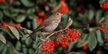 Varlıklarını Birbirine Borçlu Olan Ardıç Kuşu ve Ardıç Ağacının Hikayesi