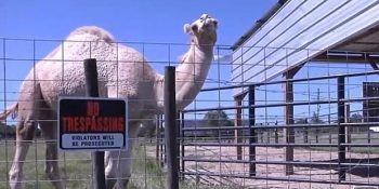 Devenin Testisini Isırarak Hayatta Kalıp Suçlu Bulunan Amerikalı Kadın