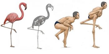 Farklı Hayvanların İskelet Yapısına Göre Resmedilmiş 14 İnsan Vücudu