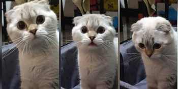 Oyunculuk Yetenekleriyle Sıradan Anları Dramatize Eden 20 Sevimli Hayvan