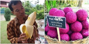 Dünya Üzerinde Yalnızca Tayland’da Görebileceğiniz 17 Şaşırtıcı Şey