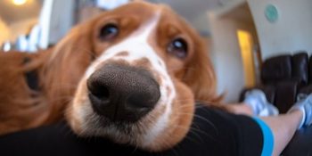 Belçika’da Doktor Raporu Krizi: Köpeğine Bakması İçin 14 Gün İzin Verilen Çalışan