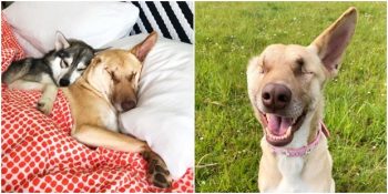 Hamileyken 17 Kez Vurulmasına Rağmen Hayata Tutunan Terapi Köpeği