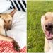 Hamileyken 17 Kez Vurulmasına Rağmen Hayata Tutunan Terapi Köpeği