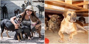 Dorian Kasırgası’ndan Etkilenen 97 Köpeğe Evini Açan Chella Phillips