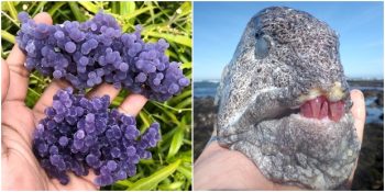 Büyük İhtimalle Hayatınızda İlk Defa Göreceğiniz 12 Tuhaf Fotoğraf