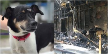 Ailesinin Hayatını Kurtarmak İçin Kendini Feda Eden Cesur Köpek “Zippy”