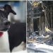 Ailesinin Hayatını Kurtarmak İçin Kendini Feda Eden Cesur Köpek “Zippy”