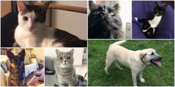 ListeList Ekibinin Biricik Tüylü Dostlarıyla Duygulandıran Tanışma Hikayeleri