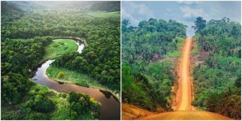 Dünya’nın Akciğeri Amazon Ormanlarını Katledecek Otoyol Projesi