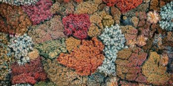 Ağaçların Birbirine Dokunmaktan Çekindiği Durum: “Taç Utangaçlığı”