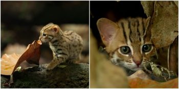 En Fazla 41 Santimetre Büyüyebilen Dünyanın En Küçük Kedisi: Paslı Kedi