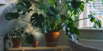 Dokunduğu Bitkiyi Solduranların Bile Kolaylıkla Bakabileceği 9 Ev Bitkisi