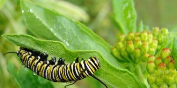 Olası Bir Tehlike Anında Çığlık Atarak Farklı Türleri Uyaran Bitkiler