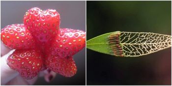 Doğanın Sınırsız Gücünü Gösteren 21 Şaşırtıcı Fotoğraf