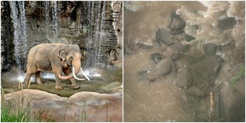 Tayland’da Yavru Fili Kurtarmak İçin Kendini Feda Eden Filler