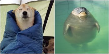 Rahatlığıyla Tüm Derdinizi Tasanızı Unutturacak 20 Ponçik Hayvan