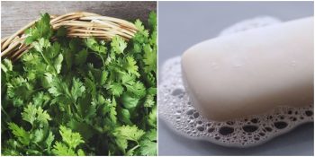 Bazı İnsanların Kişnişten Sabun Tadı Almasının İlginç Nedeni