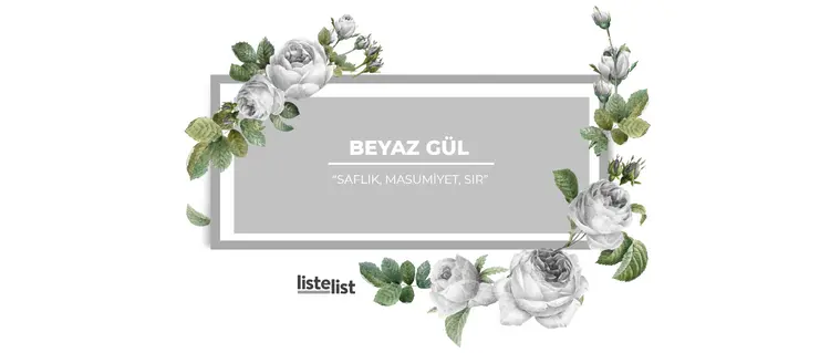 beyaz_gülün_anlamı_nedir