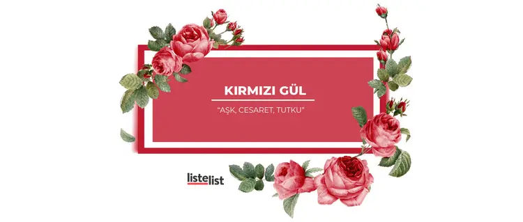 kırmızı-gülün_anlamı_nedir