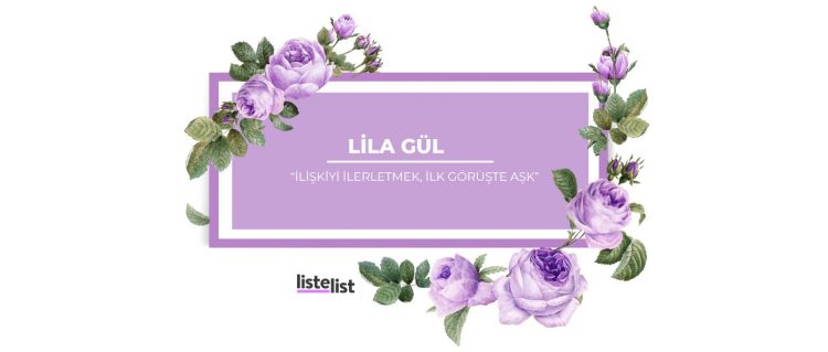 Lila-gül-anlamı-nedir