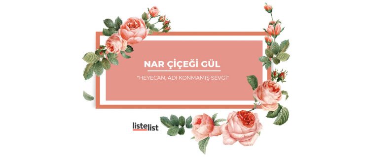 Narçiçeği-gülün-anlamı