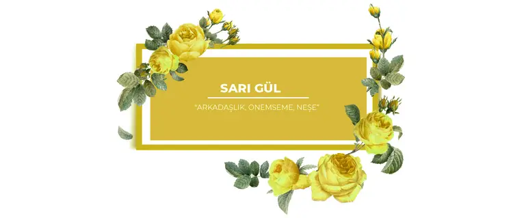 güllerin renkleri ve anlamları