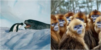 IMDb’de Beğeni Rekoru Kıran “7 Worlds, 1 Planet” Belgeseli Hakkında Bilmeniz Gereken 8 Detay