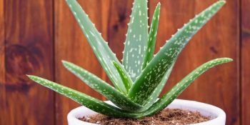 Aloe Vera Bitkisi Nedir? Aloe Vera Bitkisinin Bakımı Nasıl Yapılır?