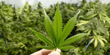 Her Gün Esrar Kullanacak Çalışanına Yıllık 36 Bin Dolar Maaş Veren Şirket