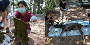 Erkek İç Çamaşırı Dahil Midesinden 7 Kilo Çöp Çıkan Geyik