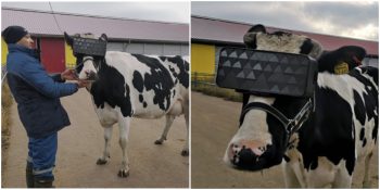 Depresyona Birebir: Rusya’da Sanal Gerçeklik Gözlüğü Takan İnekler