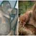 Endonezya’da 6 Yıl Boyunca Seks İşçisi Olarak Çalıştırılan Orangutan Pony