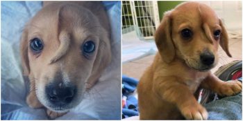 Sokakta Donmak Üzereyken Kurtarılan Eşsiz “Unicorn” Köpek