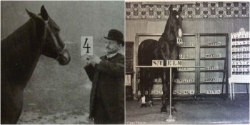 Zehir Gibi Matematik Bilgisiyle Tarihe Adını Yazdıran At Akıllı Hans’ın Gizemi