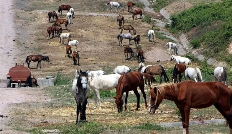 ruam hastalığı