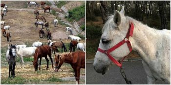 Adalar’da 81 Atın İtlaf Edilmesine Yol Açan Ruam Hastalığı Nedir?